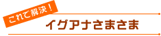 イグアナさまさま